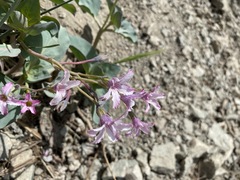Cycladenia humilis