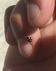 Brachiacantha ursina