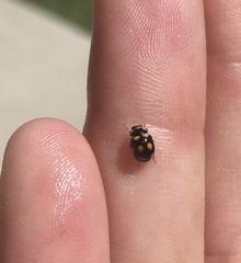 Brachiacantha ursina