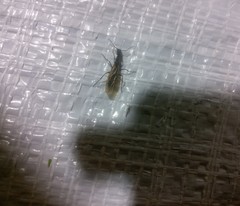 Camponotus mirabilis