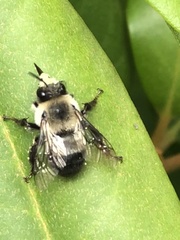 Anthophora bomboides