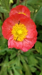 Papaver × pseudo-orientale