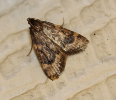 Aglossa cacamica