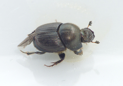 Onthophagus
