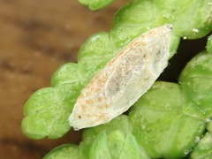 Argyresthia canadensis