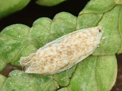 Argyresthia canadensis
