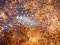 Glossiphonia complanata