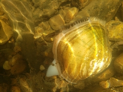 Lampsilis cardium