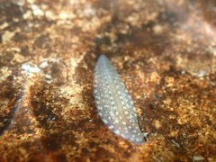 Glossiphonia complanata