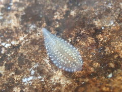 Glossiphonia complanata