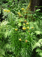 Lilium pyrenaicum