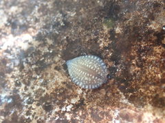 Glossiphonia complanata