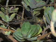 Gynacantha villosa