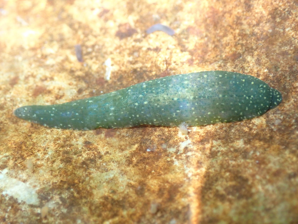 Duck Leech