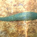Duck Leech - Photo (c) Calum McLennan, some rights reserved (CC BY-NC), uploaded by Calum McLennan