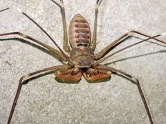 Acanthophrynus coronatus