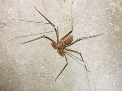 Acanthophrynus coronatus