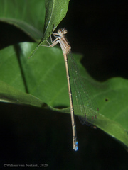 Pseudagrion kersteni
