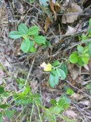 Mycosphaerella stemmatea