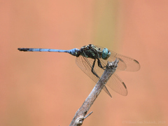 Orthetrum brachiale