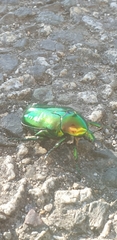 Protaetia speciosissima