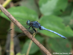 Orthetrum julia