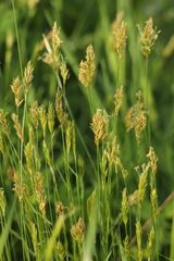 Anthoxanthum odoratum