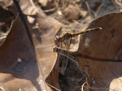 Orthetrum machadoi