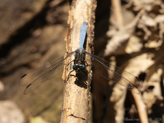 Orthetrum machadoi