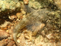 Cottus perifretum