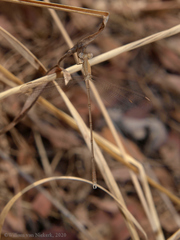 Lestes pallidus