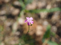 Dianthus borbasii