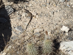 Aspidoscelis tigris tigris