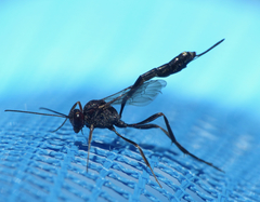 Ichneumonidae