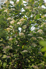 Aronia mitschurinii