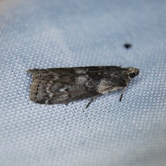 Sciota subcaesiella