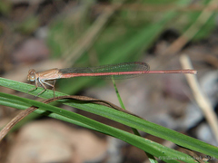 Ceriagrion glabrum