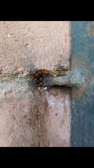 Scaptotrigona hellwegeri