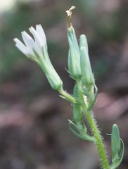 Lactuca hispida