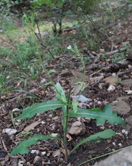 Lactuca hispida