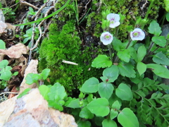 Veronica oligosperma