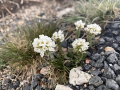 Noccaea fendleri
