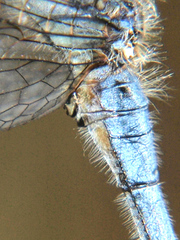 Orthetrum machadoi