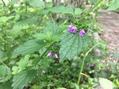 Ballota nigra