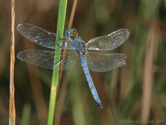 Orthetrum machadoi