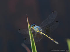 Trithemis stictica