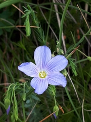 Linum alpinum