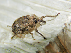Phelypera distigma