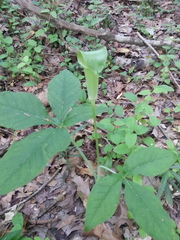 Arisaema triphyllum