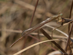 Ceriagrion whellani